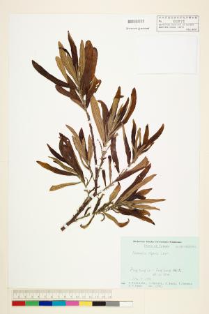 <a href="https://brmas.openmuseum.tw/muse/digi_object/40c4ceca43e2d579848640ddeec881d6" target="_blank">水楊梅／中央研究院生物多樣性研究博物館植物標本館 (HAST)</a>