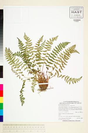 <a href="https://brmas.openmuseum.tw/muse/digi_object/40c6bb0aa48b933cefbea51379971aba" target="_blank">岩蕨／中央研究院生物多樣性研究博物館植物標本館 (HAST)</a>