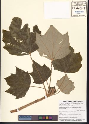 <a href="https://brmas.openmuseum.tw/muse/digi_object/40c92b138d57443ebd127fcdb0862a59" target="_blank">華參／中央研究院生物多樣性研究博物館植物標本館 (HAST)</a>