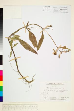 <a href="https://brmas.openmuseum.tw/muse/digi_object/40cd99ba08e7f92dd3ab03092a847fc7" target="_blank">頭花香苦草(白冇骨消)／中央研究院生物多樣性研究博物館植物標本館 (HAST)</a>