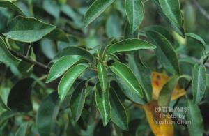 <a href="https://taieol.tw/muse/digi_object/1bc7adee6355f520171aae8f2e08b24b" target="_blank">土沉香／By：陳育賢／臺灣物種名錄(TaiCOL)</a>
