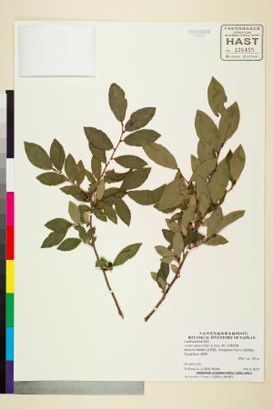 <a href="https://brmas.openmuseum.tw/muse/digi_object/40e059cf563d3f8d37fccbf70cc21f6c" target="_blank">白葉釣樟／中央研究院生物多樣性研究博物館植物標本館 (HAST)</a>