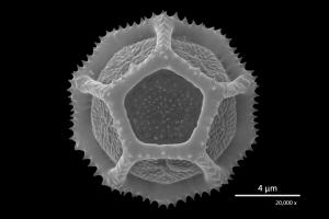 <a href="https://ntm-naturearchive.openmuseum.tw/muse/digi_object/f2695e4a18bda78c5a8542892fa6d723" target="_blank">毛蓮子草／國立臺灣博物館</a>