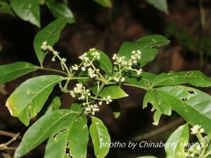 <a href="https://taieol.tw/muse/digi_object/3268dd6ebb0321e827668ff73fdfb77e" target="_blank">三腳虌／By：chinaberryhuang／iNaturalist</a>