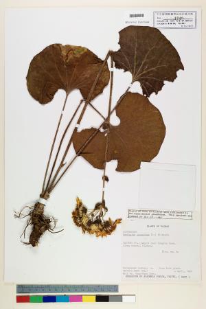 <a href="https://brmas.openmuseum.tw/muse/digi_object/40f725d87e3ffbe6a7d01e0db0ec2330" target="_blank">山菊／中央研究院生物多樣性研究博物館植物標本館 (HAST)</a>