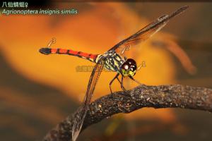 <a href="https://taieol.tw/muse/digi_object/de6a0489906c1d42118553440d6c21a1" target="_blank">八仙蜻蜓／By：曹美華／台灣蜻蜓網路圖鑑The Dragonflies of Taiwan</a>
