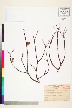 <a href="https://brmas.openmuseum.tw/muse/digi_object/411435fff9a86e7871998f842b776b69" target="_blank">南嶺蕘花／中央研究院生物多樣性研究博物館植物標本館 (HAST)</a>