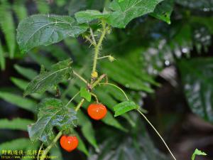 <a href="https://taieol.tw/muse/digi_object/33ef4dbb40d011e3175f6087717d7fe3" target="_blank">刺茄／By：kinmatsu／iNaturalist</a>