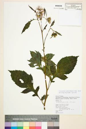 <a href="https://brmas.openmuseum.tw/muse/digi_object/4119adac2b643c3bf8694b76011e8ece" target="_blank">昭和草／中央研究院生物多樣性研究博物館植物標本館 (HAST)</a>