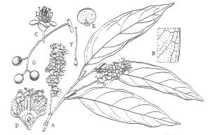 <a href="https://taieol.tw/muse/digi_object/777fd24f025e4dad168002fdb093b910" target="_blank">墨點櫻桃／By：台灣樹木誌／臺灣維管束植物簡誌</a>