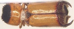 Xylodectes ornatus (Lesne, 1897)