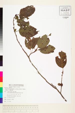 <a href="https://brmas.openmuseum.tw/muse/digi_object/4141c5cca0e2c23786be4c3a317bf644" target="_blank">台灣赤楊(台灣榿木)／中央研究院生物多樣性研究博物館植物標本館 (HAST)</a>