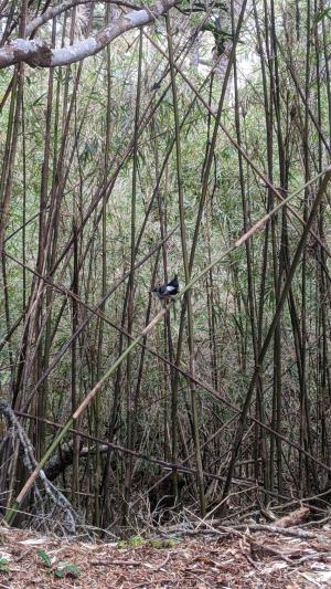 <a href="https://taieol.tw/muse/digi_object/e61748f165ab4ac587c63b3c0f99b17f" target="_blank">煤山雀／By：chengte／iNaturalist</a>