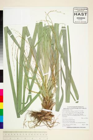 <a href="https://brmas.openmuseum.tw/muse/digi_object/414ffd59c7734bc03544c1b453b740bf" target="_blank">隱柱薹(多序宿柱薹)／中央研究院生物多樣性研究博物館植物標本館 (HAST)</a>
