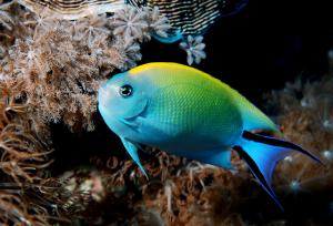 <a href="https://fishdb.sinica.edu.tw/muse/digi_object/4430c77f672b37a442ef4aa307d1eba9" target="_blank">Genicanthus melanospilos@fishdb-media-7158／蔡正一</a>
