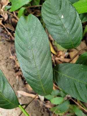 <a href="https://taieol.tw/muse/digi_object/990b0bc6543415df7476a992fc249267" target="_blank">瓜馥木／By：borchuan／iNaturalist</a>