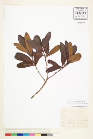 <a href="https://brmas.openmuseum.tw/muse/digi_object/415f1144ee465c5226b4dbe6df2344de" target="_blank">大頭茶／中央研究院生物多樣性研究博物館植物標本館 (HAST)</a>
