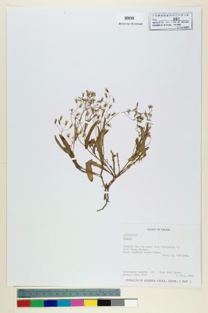 <a href="https://brmas.openmuseum.tw/muse/digi_object/4162c084f602af71c913cc6be748bb93" target="_blank">苦藚菜屬／中央研究院生物多樣性研究博物館植物標本館 (HAST)</a>