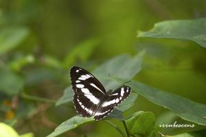 N30-5 幻紫帶蛺蝶