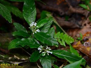 <a href="https://taieol.tw/muse/digi_object/2109bc1df0a529e78df2dec4da235f0b" target="_blank">白花蛇根草／By：kinmatsu／iNaturalist</a>