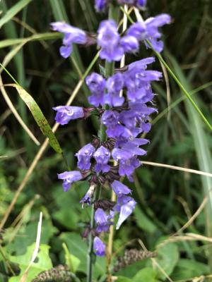 <a href="https://taieol.tw/muse/digi_object/280ef752db4858671c59fe9492662b28" target="_blank">日本紫花鼠尾草／By：lijeanliao／iNaturalist</a>