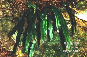 <a href="https://taieol.tw/muse/digi_object/d6a062f20588aba0f8c1447e04b15322" target="_blank">劍葉鐵角蕨／By：陳育賢／臺灣物種名錄(TaiCOL)</a>