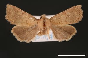 <a href="https://fact.tfri.gov.tw/muse/digi_object/219a6d2ba244b6076ee32ff265e815e4" target="_blank">Hyalobole taiwanensis／林業試驗所昆蟲標本館</a>
