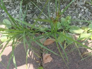 <a href="https://taieol.tw/muse/digi_object/567c38cb2734d66a45aa89ff8cde0d7c" target="_blank">香附子／By：mengyingtsai／iNaturalist</a>