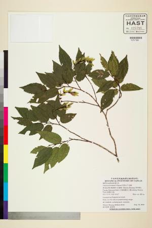 <a href="https://brmas.openmuseum.tw/muse/digi_object/41c346e917b8ee2bf12ecbb7a77dbed8" target="_blank">阿里山千金榆／中央研究院生物多樣性研究博物館植物標本館 (HAST)</a>