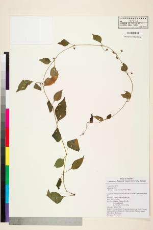 <a href="https://brmas.openmuseum.tw/muse/digi_object/41ccffb22bd2d7bf11175593004903a9" target="_blank">蔓茄／中央研究院生物多樣性研究博物館植物標本館 (HAST)</a>