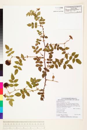 <a href="https://brmas.openmuseum.tw/muse/digi_object/41e1dfef675e3ca352aff273e16d7d2c" target="_blank">虎婆刺／中央研究院生物多樣性研究博物館植物標本館 (HAST)</a>