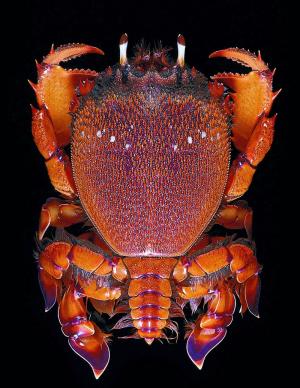 <a href="https://taieol.tw/muse/digi_object/9ff33801e2c530ee1f639c7182123257" target="_blank">真蛙蟹／By：Teng-Wei Wang／臺灣物種名錄(TaiCOL)</a>