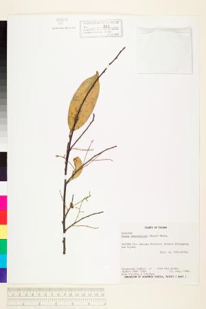 <a href="https://brmas.openmuseum.tw/muse/digi_object/421201cf7bb24487c31ff382a83ff312" target="_blank">黑星櫻(墨點櫻桃)／中央研究院生物多樣性研究博物館植物標本館 (HAST)</a>