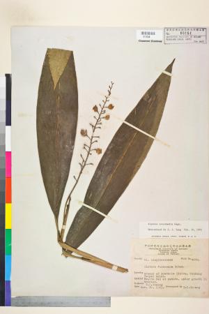 <a href="https://brmas.openmuseum.tw/muse/digi_object/422052b0c5d59b682ca2b36c6d0b040f" target="_blank">山月桃／中央研究院生物多樣性研究博物館植物標本館 (HAST)</a>