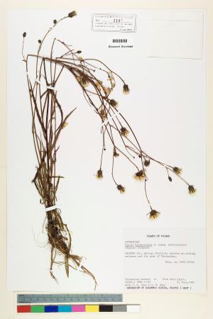 <a href="https://brmas.openmuseum.tw/muse/digi_object/4224963cb49877b7c10650c0fc50502d" target="_blank">玉山毛蓮菜／中央研究院生物多樣性研究博物館植物標本館 (HAST)</a>