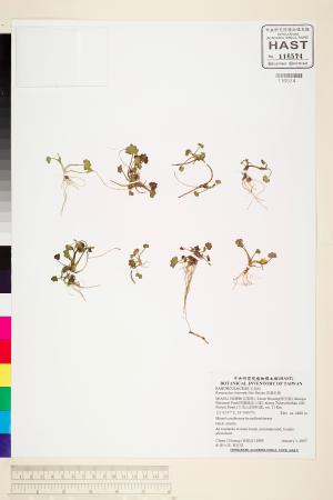 <a href="https://brmas.openmuseum.tw/muse/digi_object/424efb59376a298a1c1671be41ba1119" target="_blank">掌葉毛莨／中央研究院生物多樣性研究博物館植物標本館 (HAST)</a>