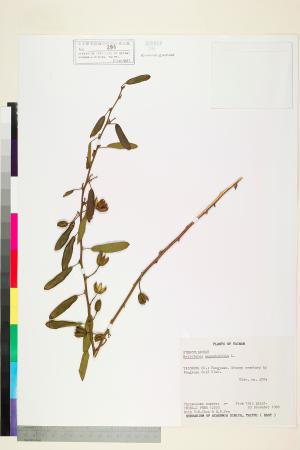 <a href="https://brmas.openmuseum.tw/muse/digi_object/4292f438f69f4217a460d26767ca4acf" target="_blank">山芝麻／中央研究院生物多樣性研究博物館植物標本館 (HAST)</a>