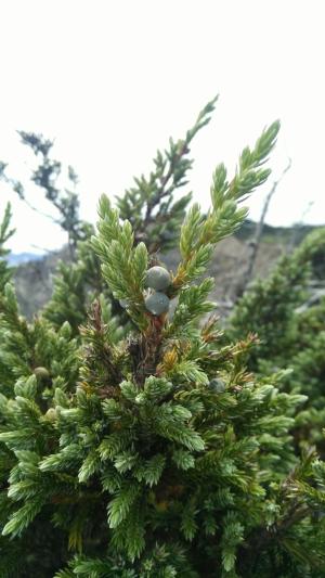 <a href="https://taieol.tw/muse/digi_object/e31dc2015eeca4e8a70c8b82c1d25182" target="_blank">香青／By：chengte／iNaturalist</a>