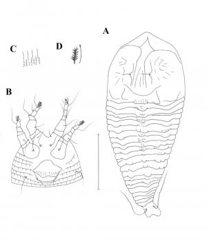 Absentia lanyuensis Huang, 2001