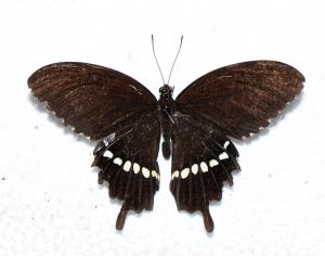 玉帶鳳蝶 Papilio polytes polytes