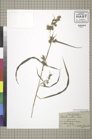 <a href="https://brmas.openmuseum.tw/muse/digi_object/42f18370a38a2094156ec699fdcdeccf" target="_blank">水蔗草／中央研究院生物多樣性研究博物館植物標本館 (HAST)</a>