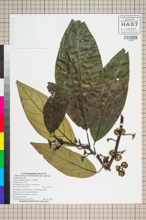 <a href="https://brmas.openmuseum.tw/muse/digi_object/4305051e183fafbf73555d4786016742" target="_blank">大香葉樹／中央研究院生物多樣性研究博物館植物標本館 (HAST)</a>