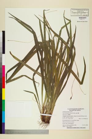 <a href="https://brmas.openmuseum.tw/muse/digi_object/4306ca202773dc165db205116ad44b5e" target="_blank">阿里山疏花薹／中央研究院生物多樣性研究博物館植物標本館 (HAST)</a>
