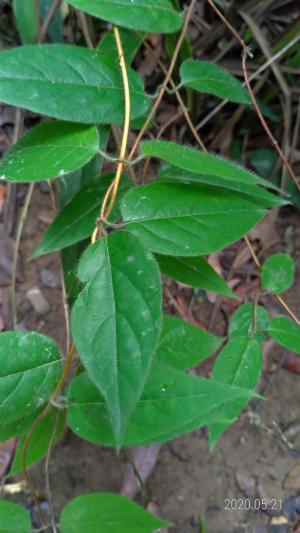 <a href="https://taieol.tw/muse/digi_object/bafb5844ca0a998bed89544ce66fe5ea" target="_blank">裏白忍冬／By：sandy-huiping／iNaturalist</a>