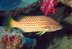 <a href="https://fishdb.sinica.edu.tw/muse/digi_object/18f15cb4239e15b54aa70c5d956c24d1" target="_blank">Anyperodon leucogrammicus@fishdb-media-6937／陳靜怡</a>