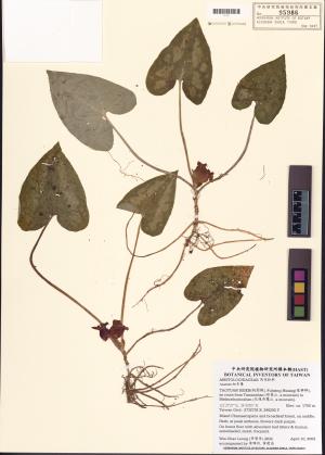 <a href="https://brmas.openmuseum.tw/muse/digi_object/4328f75c4ff53ca15343056e22ea8228" target="_blank">細辛屬／中央研究院生物多樣性研究博物館植物標本館 (HAST)</a>