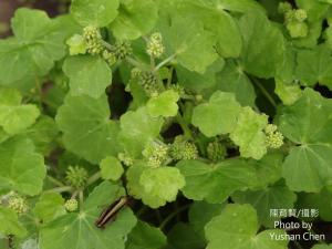 <a href="https://taieol.tw/muse/digi_object/1e4de9381f495547f3636392b7f5518f" target="_blank">乞食碗／By：cyst007／iNaturalist</a>
