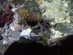 <a href="https://taieol.tw/muse/digi_object/4979fddbf3dfa81ba3265e3aaba3edbd" target="_blank">藍紋章魚／By：lgs1836／iNaturalist</a>
