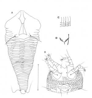 Pentaconvexus taiwanensis Huang, 2001