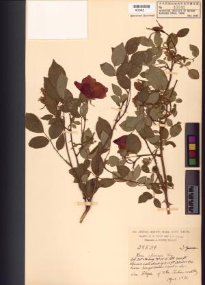 <a href="https://brmas.openmuseum.tw/muse/digi_object/435725c770df20c2980a6c1d2adf7743" target="_blank">月季花／中央研究院生物多樣性研究博物館植物標本館 (HAST)</a>